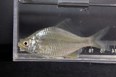 Acheilognathus macropterus