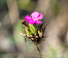 Dianthus balbisii