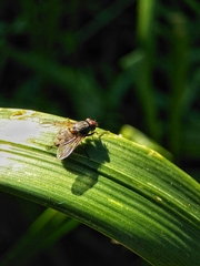 Muscina stabulans