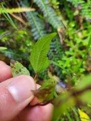 Ageratina riparia