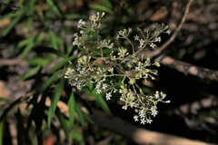 Astrotricha longifolia