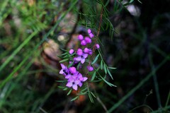 Boronia pinnata