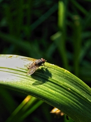 Muscina stabulans