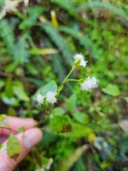 Ageratina riparia