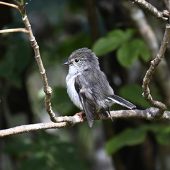 Petroica macrocephala toitoi