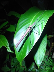 Pseudophasma phthisicum