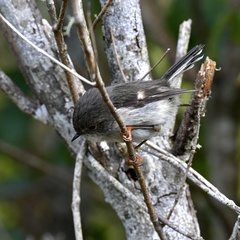 Petroica macrocephala toitoi