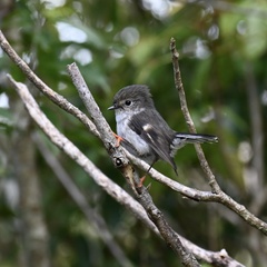 Petroica macrocephala toitoi
