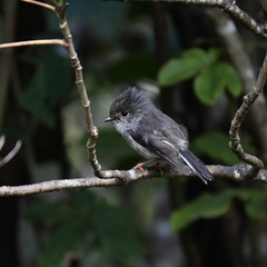 Petroica macrocephala toitoi