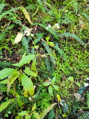 Ageratina riparia