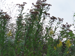 Vernonia fasciculata