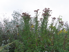 Vernonia fasciculata