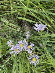 Symphyotrichum chilense