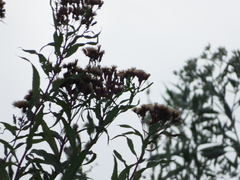 Vernonia fasciculata