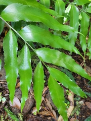 Asplenium oblongifolium