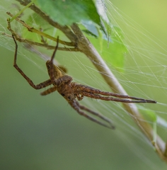 Dolomedes vittatus