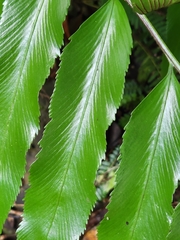 Asplenium oblongifolium