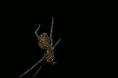 Amaurobius