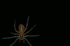 Amaurobius