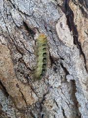 Trichiocercus sparshalli