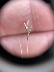 Rhynchospora capillacea