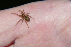 Amaurobius