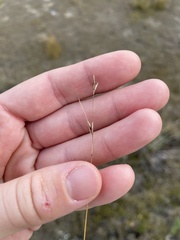 Rhynchospora capillacea