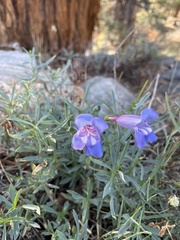 Penstemon laetus