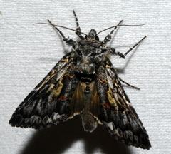 Syngrapha octoscripta