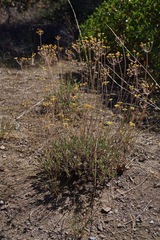 Eriogonum congdonii