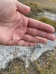 Rhynchospora capillacea