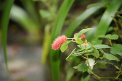 Acalypha pendula