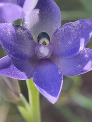 Thelymitra macrophylla