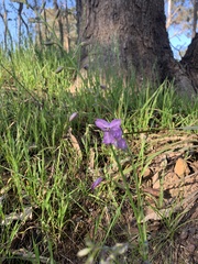 Arthropodium strictum