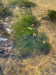 Podostemum ceratophyllum