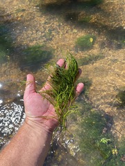 Podostemum ceratophyllum