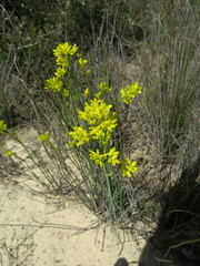 Glischrocaryon behrii