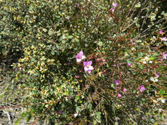 Boronia filifolia