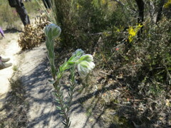 Pimelea octophylla