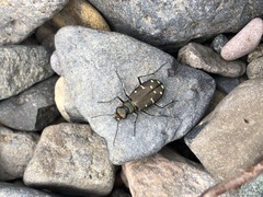 Cicindela oregona