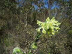 Pimelea octophylla