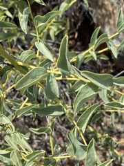 Dioscorea elephantipes