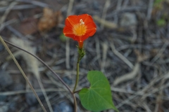 Ipomoea coccinea