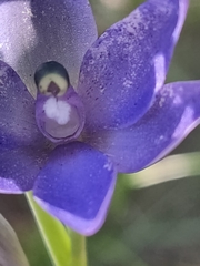 Thelymitra macrophylla