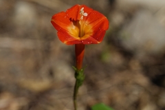 Ipomoea coccinea