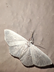 Geometridae