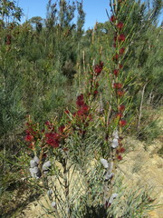 Allocasuarina muelleriana