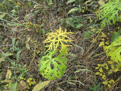 Aconitum barbatum