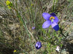 Cheiranthera alternifolia