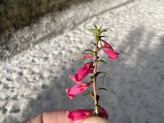 Epacris impressa